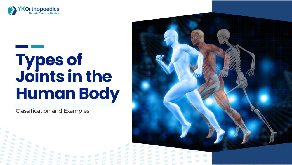 Types of Joints in the Human Body: Classification and Examples
